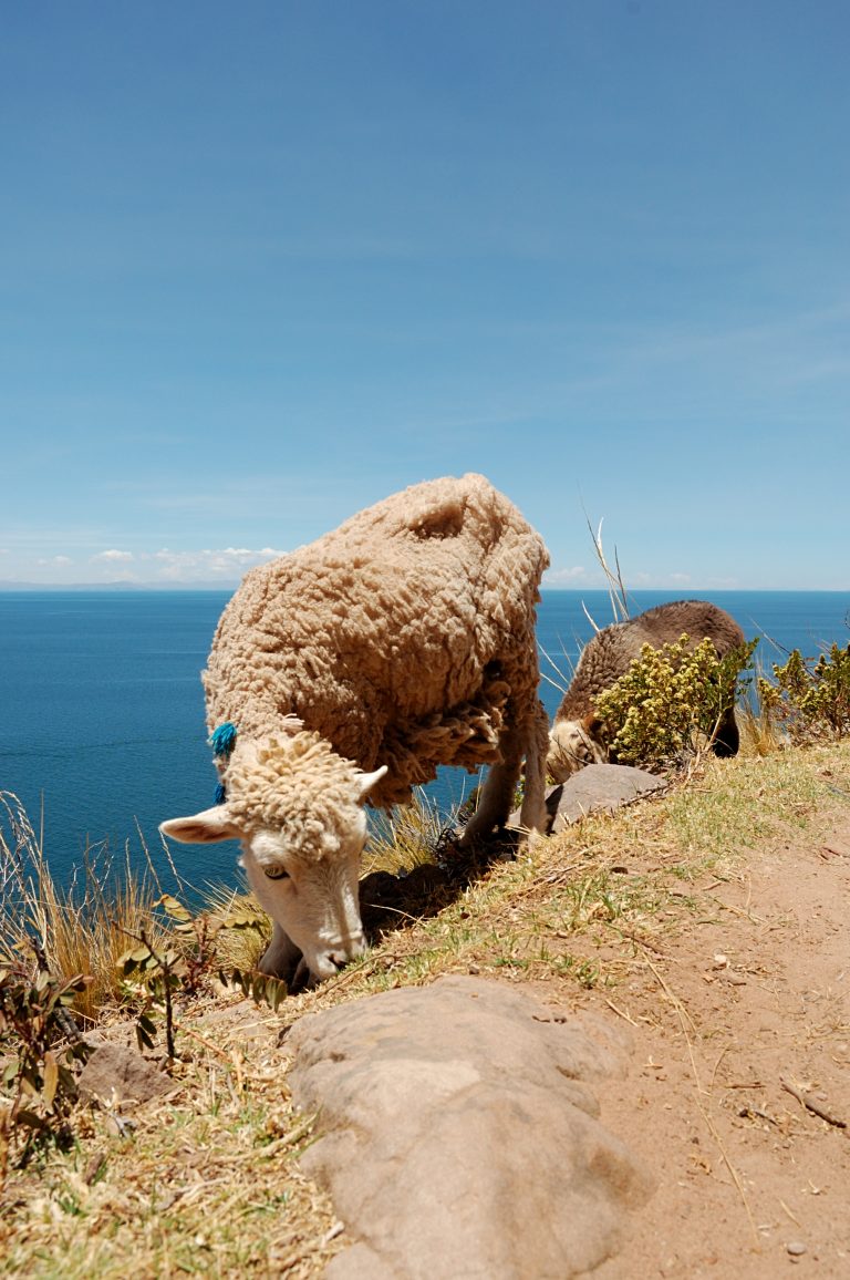 Peru Sheep
